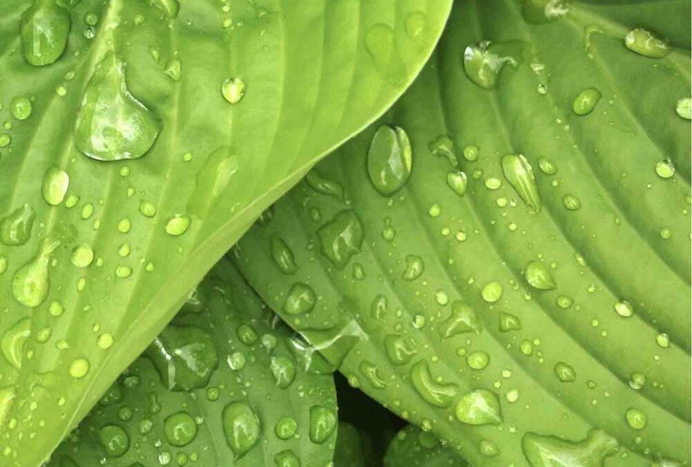 Cultivating a Greener Future: How Farms Can Benefit from Solar Panels